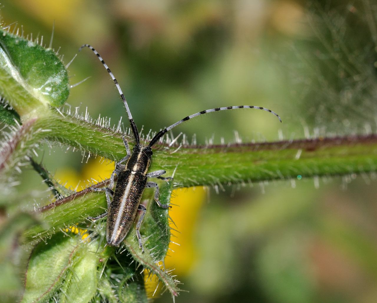 Agapanthia suturalis ?